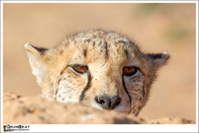 western-cape-wild-life-safari